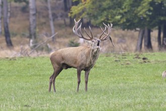 Red deer (Cervus elaphus) during the rutting season, a large stag roaring in a forest clearing,