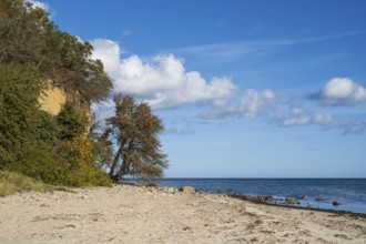 Cliff and beach near Lobbe, Mönchgut peninsula, Rügen, island, Baltic Sea, Mecklenburg-Western
