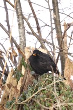 Blackbird in a garden in winter, Germany