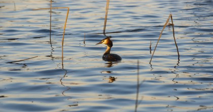 Great Crested Grebe (Podiceps Scalloped ribbonfish) swimming alone between individual stalks of