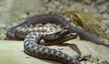 European horned viper (Vipera ammodytes), also sand viper, sand adder or European sand viper, pair,