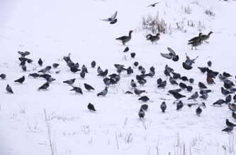 Pigeons in winter, Germany