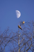 Pigeons in winter, sky with moon, Germany