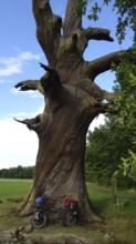 An impressively large oak (quercus), florentine oak, with a bicycle at its base, Spreewald