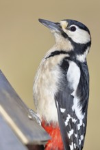 Great spotted woodpecker (Dendrocopos major), male, animal portrait, close-up, Wilnsdorf, North