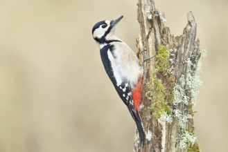 Great spotted woodpecker (Dendrocopos major), male, foraging on a tree stump overgrown with moss