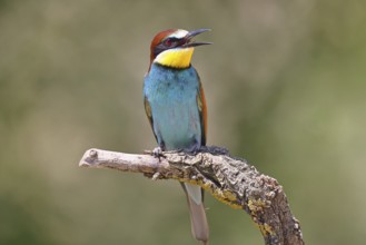 European bee-eater (Merops apiaster) sitting on a branch covered with green lichen, Lake Neusiedl,