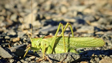 Close-up of a grasshopper Great green bush cricket (tettigonia viridissima) on stony ground in