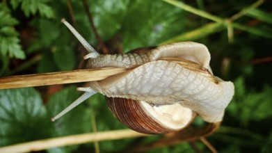 Close-up, vineyard snail (Helix pomatia) crawling on a green leaf in a humid natural environment,
