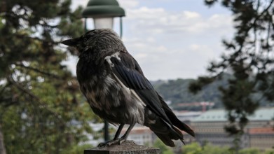 Close-up of a crow (corvidae) sitting on a railing with cityscape in the background, Prague, Czech