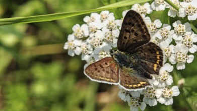 Close-up, Sooty Copper butterfly (lycaena tityrus) on white flowers against a green background,