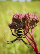 Close-up of a wasp spider (argiope bruennichi) on a flower in the middle of a green meadow, sunny