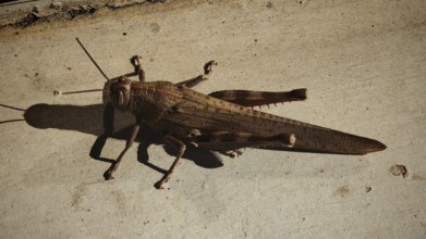 Close-up of a brown migratory locust (Locusta migratoria) on a sunspot on concrete, with long