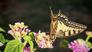 A yellow butterfly swallowtail (papilio machaon) nibbling on bright flowers in close-up, Montenegro