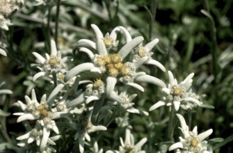 Alpine edelweiss, Leontopodium nivale, plant species from the genus Leontopodium (edelweiss) within