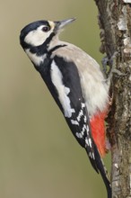 Great spotted woodpecker (Dendrocopus major), male, foraging on the trunk of a common birch (Betula