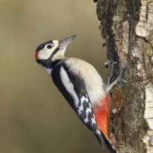 Great spotted woodpecker (Dendrocopus major), male, foraging on the trunk of a common birch (Betula