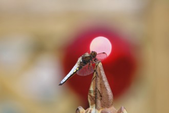 Flat-bellied dragonfly (Libellula depressa), male sitting on a fence top in the garden, sunset,
