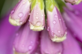 Foxglove (Digitalis purpurea) single purple wildflower flower with water droplets on the petals in