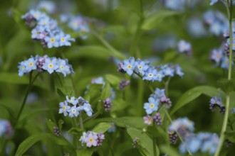 Forget-me-not (Myosotis sylvatia) blue flowers in a garden border in spring, England, United