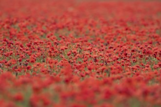 Common field poppy (Papaver rhoeas) wildflower field of red poppies in summer, England, United