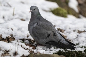 Stock Dove (Columba oenas), Emsland, Lower Saxony, Germany