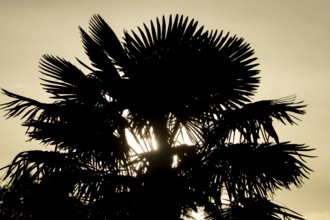 Hardy fan palm silhouette of a plant with the sunlight shining though its palms at sunrise,