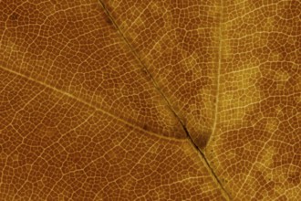 Common beech tree (Fagus sylvatica) close up of a single autumn colour leaf, England, United