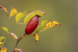 Wild or Dog rose bush plant (Rosa acicularis) with autumn colour leaves and rosehip fruit, England,