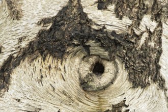 Silver birch tree (Betula pendula) close up of a hole in the bark that looks like an eye, England,