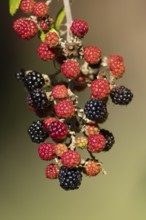 Bramble or Blackberry (Rubus fruticosus) bush plant blackberries fruits in summer, England, United