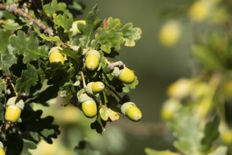 English oak tree (Quercus robur) with autumn colour leaves and acorn nuts, England, United Kingdom