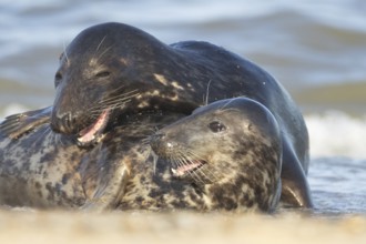 Atlantic grey seal (Halichoerus grypus) two adult marine animals in love courting on a beach on a