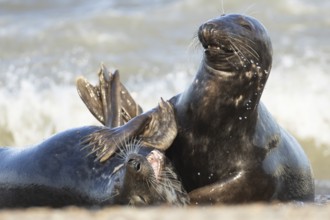 Atlantic grey seal (Halichoerus grypus) two adult marine animals playing in the breaking waves of