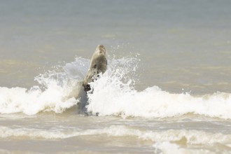 Atlantic grey seal (Halichoerus grypus) adult marine animal in the breaking waves of the sea on a