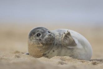 Atlantic grey seal (Halichoerus grypus) juvenile animal waving its front foot on a beach in winter,