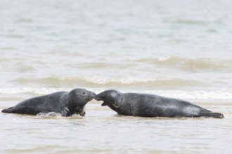 Atlantic grey seal (Halichoerus grypus) two adult marine animals in the breaking waves of the sea