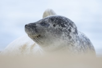 Atlantic grey seal (Halichoerus grypus) adult animal on a beach in winter, Norfolk, England, United