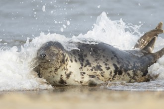 Atlantic grey seal (Halichoerus grypus) adult marine animal resting in the shallow waves of the sea