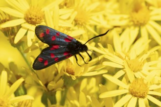 Six spot burnet moth (Zygaena filipendulae) adult insect feeding on Ragwort flowers in summer,