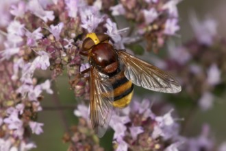 Hornet mimic fly (Volucella zonaria) adult insect feeding on garden Wild marjoram or Oregano plant