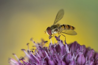 Common hoverfly (Eupeodes corollae) adult insect feeding on garden purple Allium plant flower in