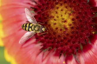 Common hoverfly (Eupeodes corollae) adult insect feeding on garden Blanket flower (Gaillardia spp.)