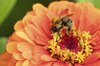 Common carder bumblebee (Bombus pascuorum) adult bee insect feeding on a garden Zinnia flower in