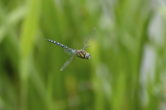 Migrant hawker dragonfly (Aeshna mixta) adult insect in flight in summer, England, United Kingdom