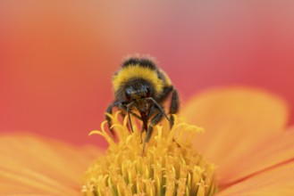 White tailed bumblebee (Bombus lucorum) adult bee insect feeding on a garden Mexican sunflower