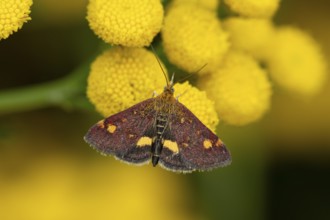 Mint moth (Pyrausta aurata) adult insect feeding on garden Tansy herb plant flowers in summer,