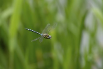 Migrant hawker dragonfly (Aeshna mixta) adult insect flying in summer, England, United Kingdom
