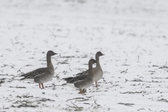 Bean geese (Anser fabalis) in the snow, Emsland, Lower Saxony, Germany