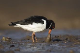 Eurasian oystercatcher (Haematopus ostralegus) adult wading bird feeding on a mussel shell on a